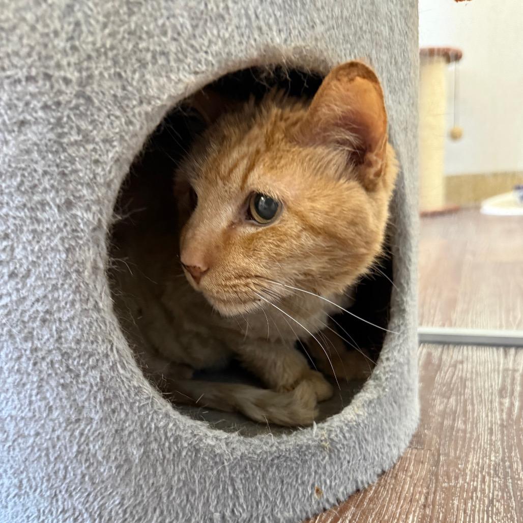 Bubbles, Adoptable, Senior Male Domestic Long Hair.