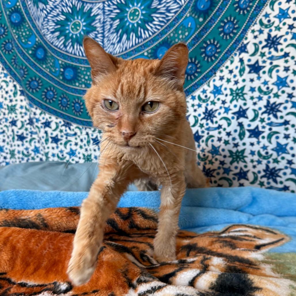 Enlarge Bubbles, a Adoptable Domestic Long Hair in Naperville, IL image 2/6