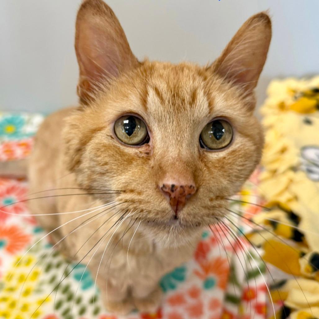 Enlarge Bubbles, a Adoptable Domestic Long Hair in Naperville, IL image 3/6