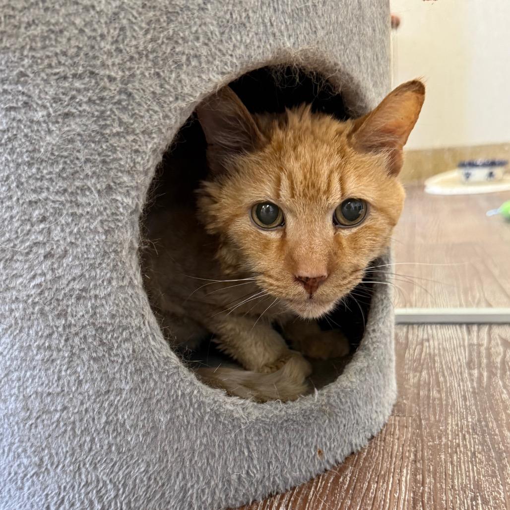 Enlarge Bubbles, a Adoptable Domestic Long Hair in Naperville, IL image 2/2