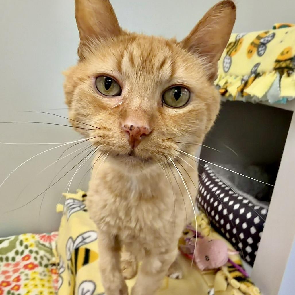 Enlarge Bubbles, a Adoptable Domestic Long Hair in Naperville, IL image 5/6