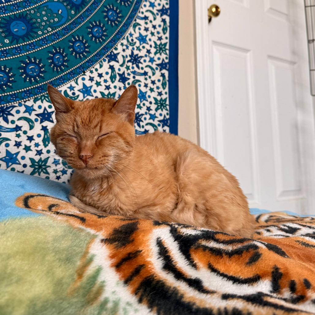 Enlarge Bubbles, a Adoptable Domestic Long Hair in Naperville, IL image 6/6