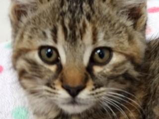 Mimi, an adoptable Domestic Short Hair, Tabby in Anaconda, MT, 59711 | Photo Image 1