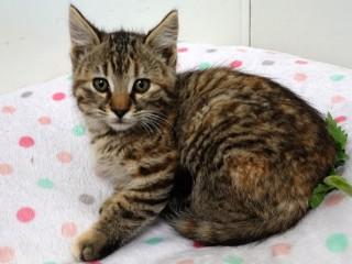 Mimi, an adoptable Domestic Short Hair, Tabby in Anaconda, MT, 59711 | Photo Image 3