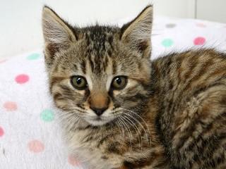 Mimi, an adoptable Domestic Short Hair, Tabby in Anaconda, MT, 59711 | Photo Image 2