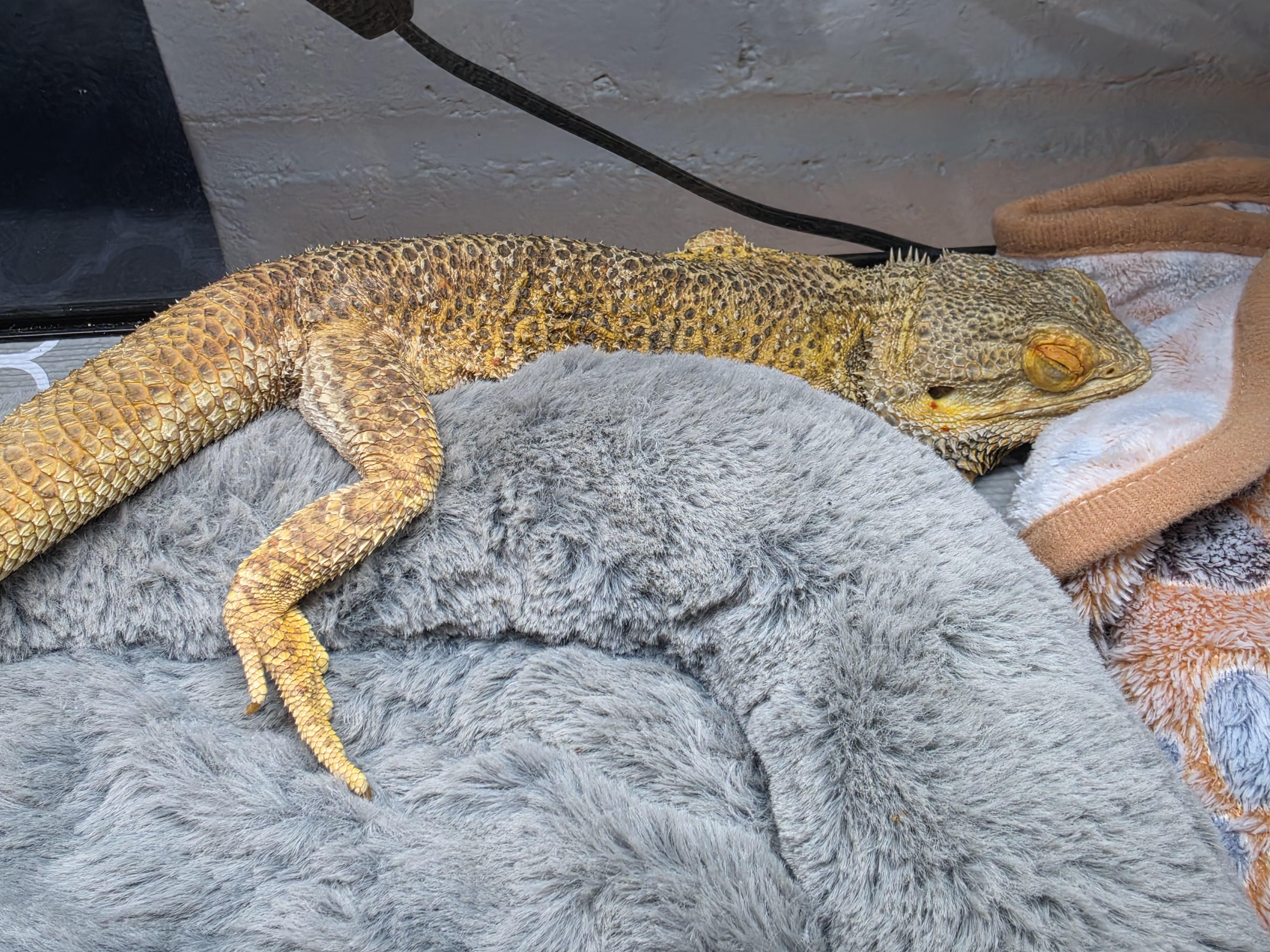 Enlarge Leo, a Adoptable Bearded Dragon in Tucson, AZ image 3/4
