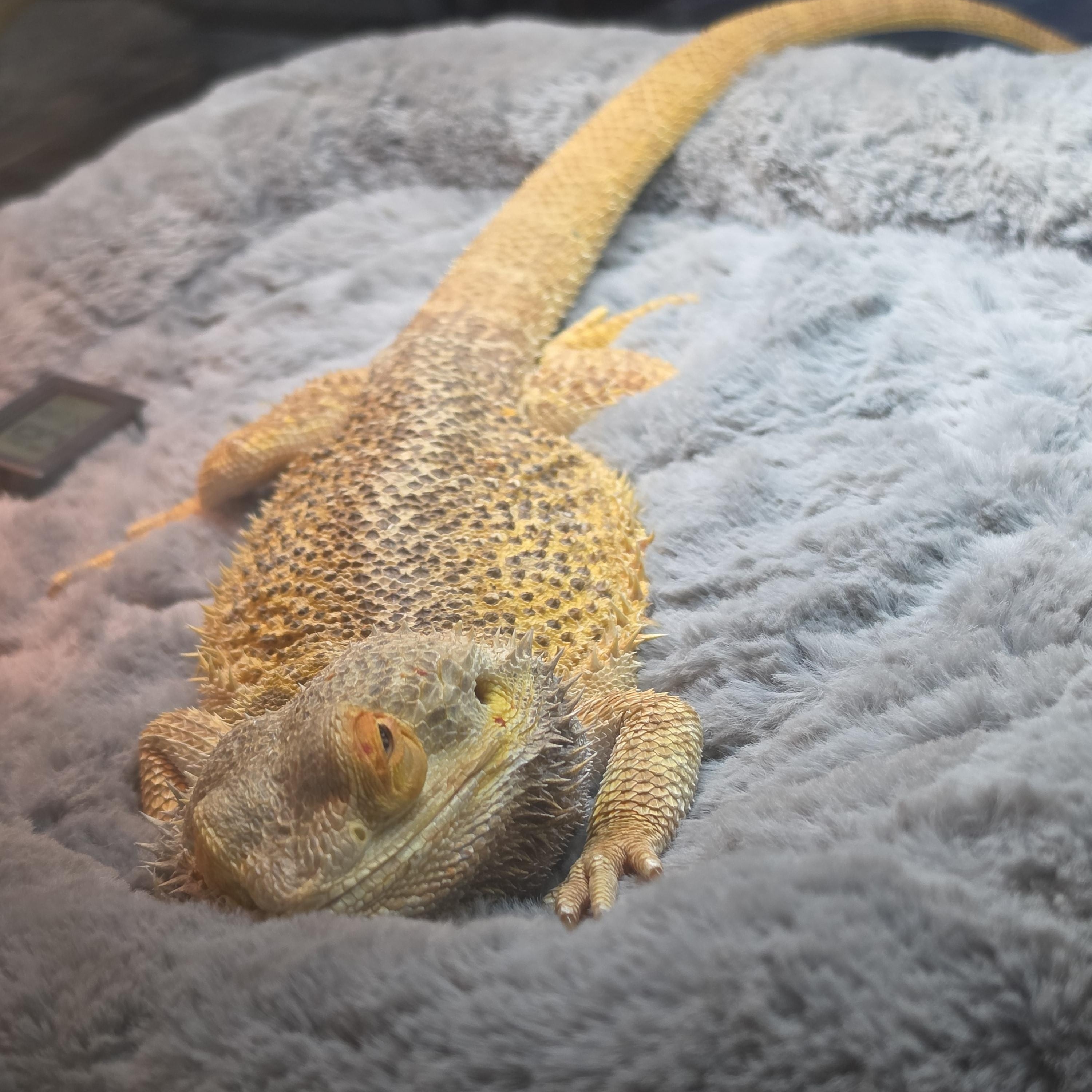 Enlarge Leo, a Adoptable Bearded Dragon in Tucson, AZ image 2/4