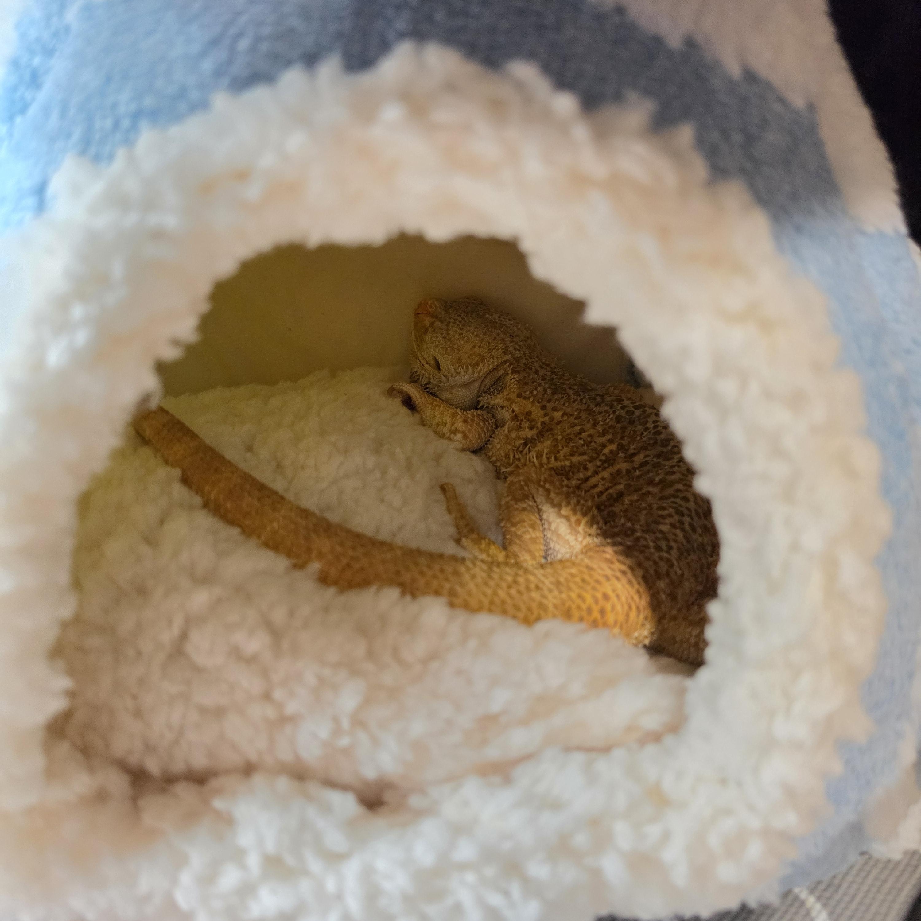 Enlarge Leo, a Adoptable Bearded Dragon in Tucson, AZ image 4/4