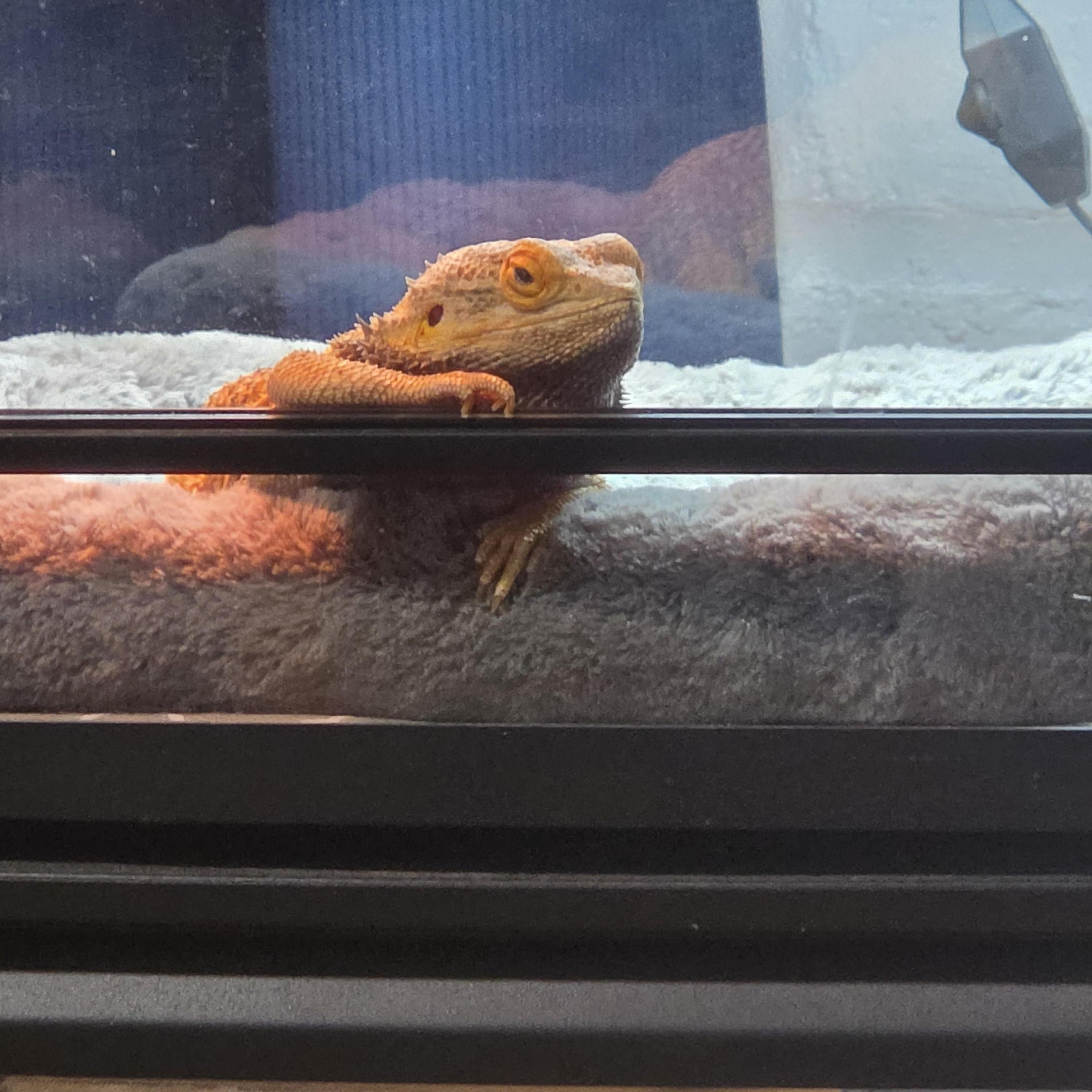 Enlarge Leo, a Adoptable Bearded Dragon in Tucson, AZ image 1/4
