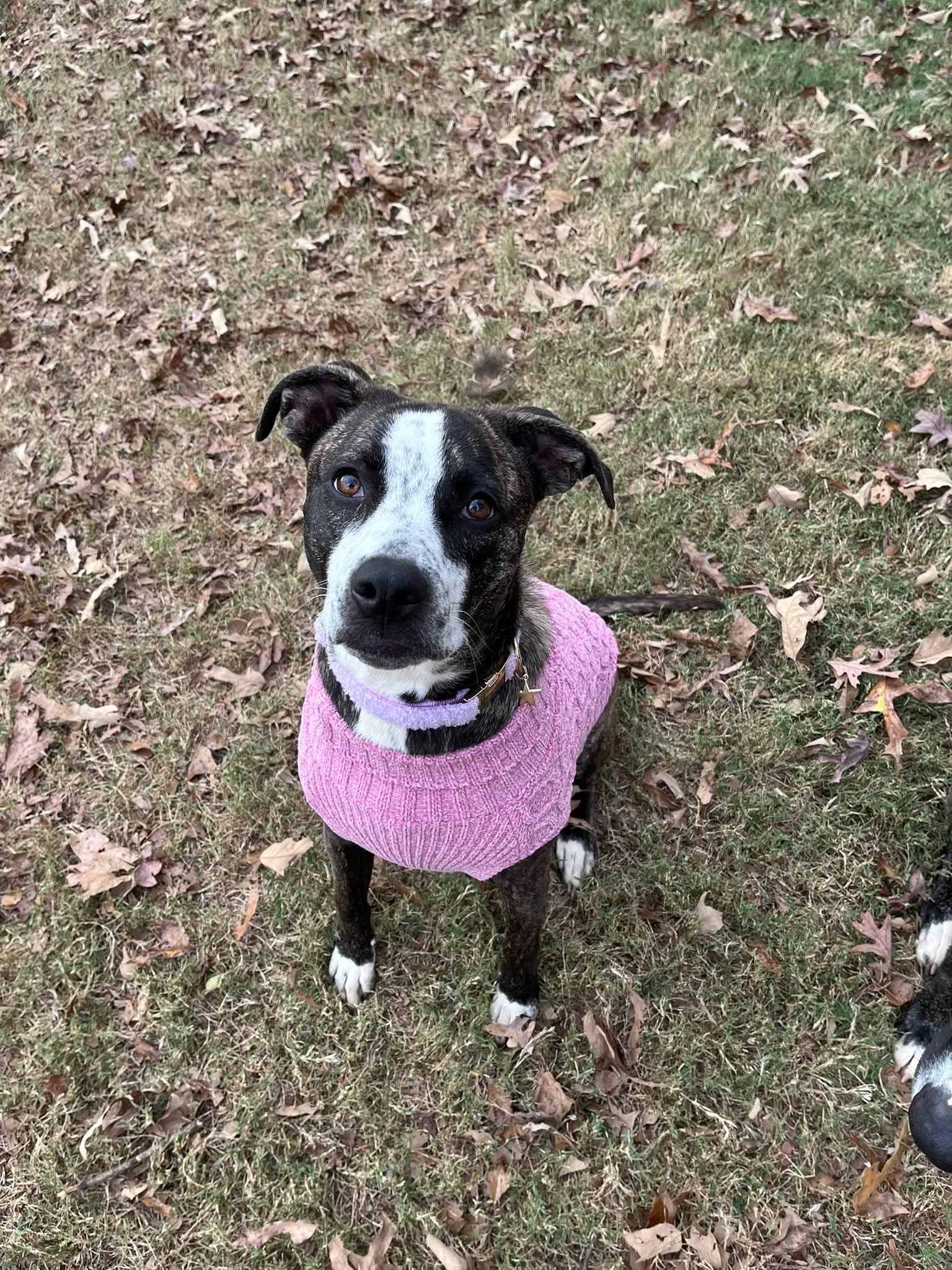 Enlarge Bella, a Adoptable mixed breed in Locust Grove, GA image 2/3