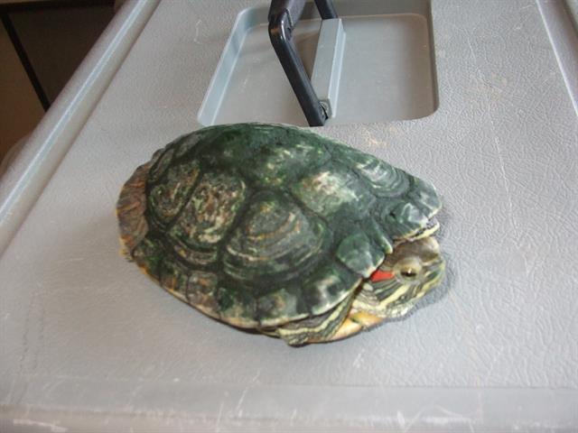 INCHY photo 2