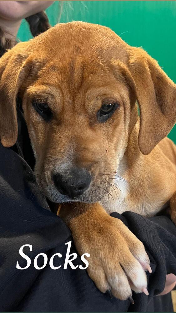 SOCKS, Adoptable, Puppy Male Australian Cattle Dog / Blue Heeler & Great Pyrenees.