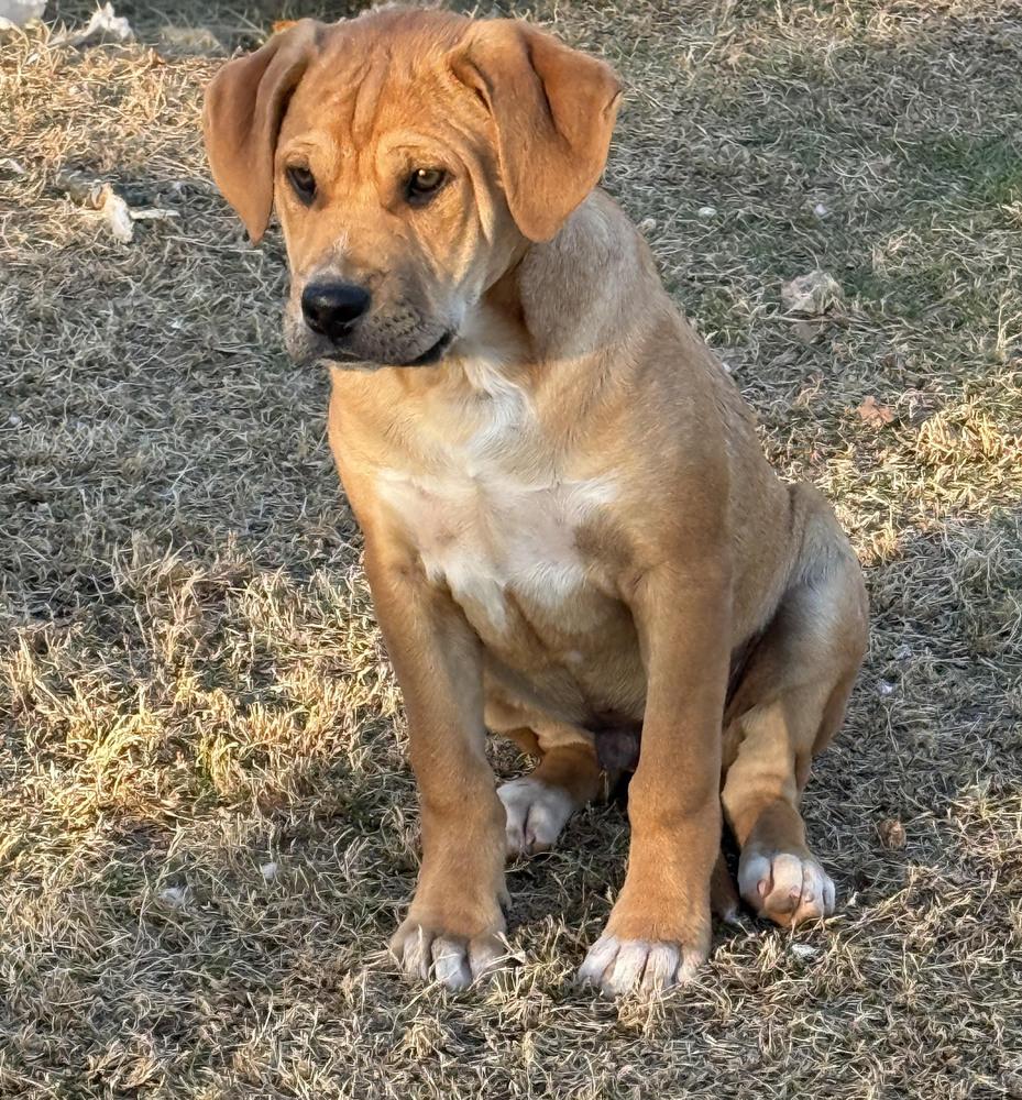 SOCKS, a Adoptable mixed breed in Milton, GA image 2/6
