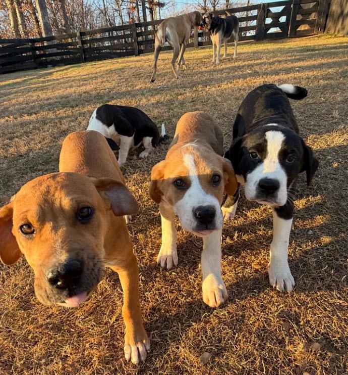 SOCKS, a Adoptable mixed breed in Milton, GA image 3/6