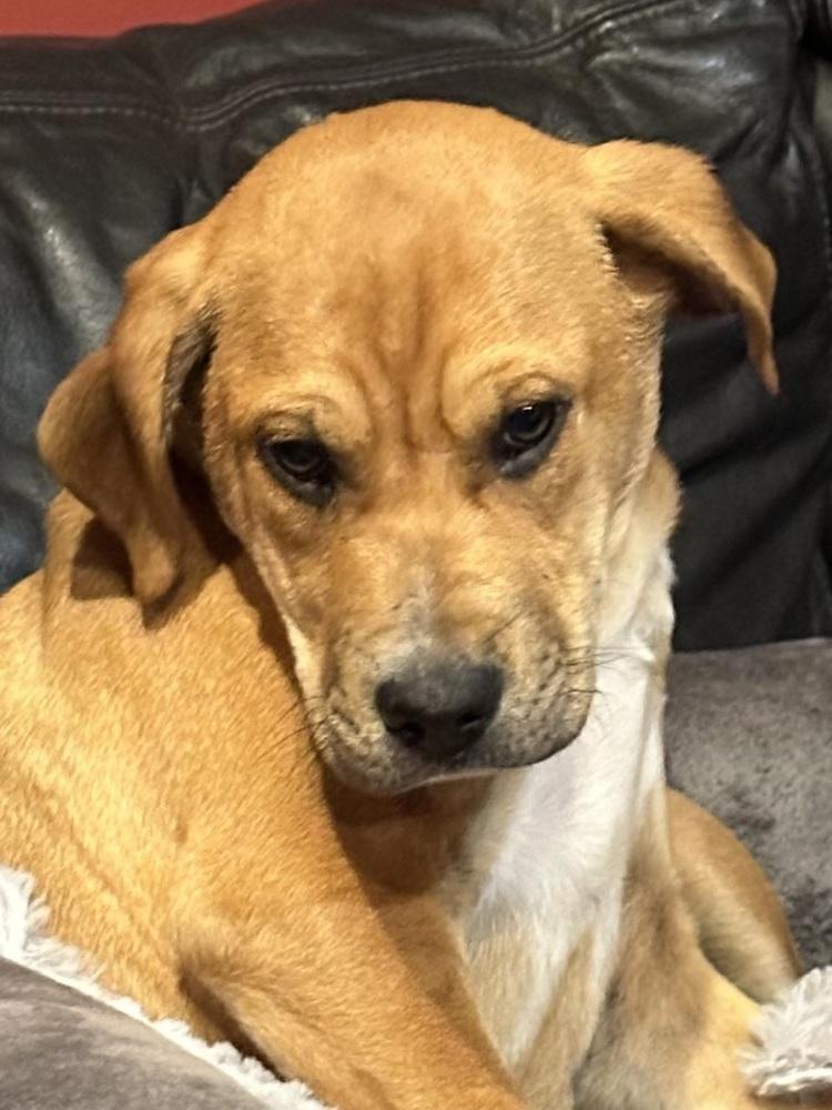 SOCKS, a Adoptable mixed breed in Milton, GA image 4/6