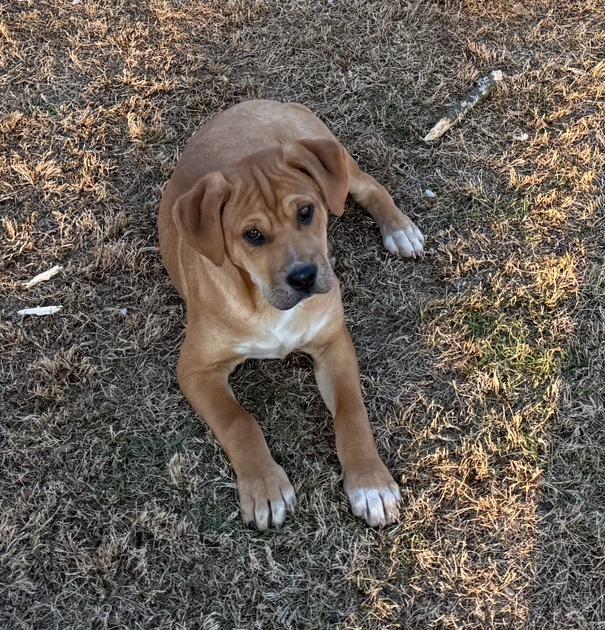SOCKS, a Adoptable mixed breed in Milton, GA image 5/6