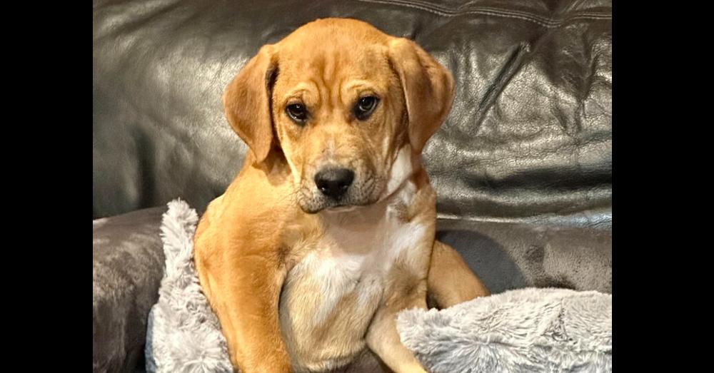 SOCKS, a Adoptable mixed breed in Milton, GA image 6/6