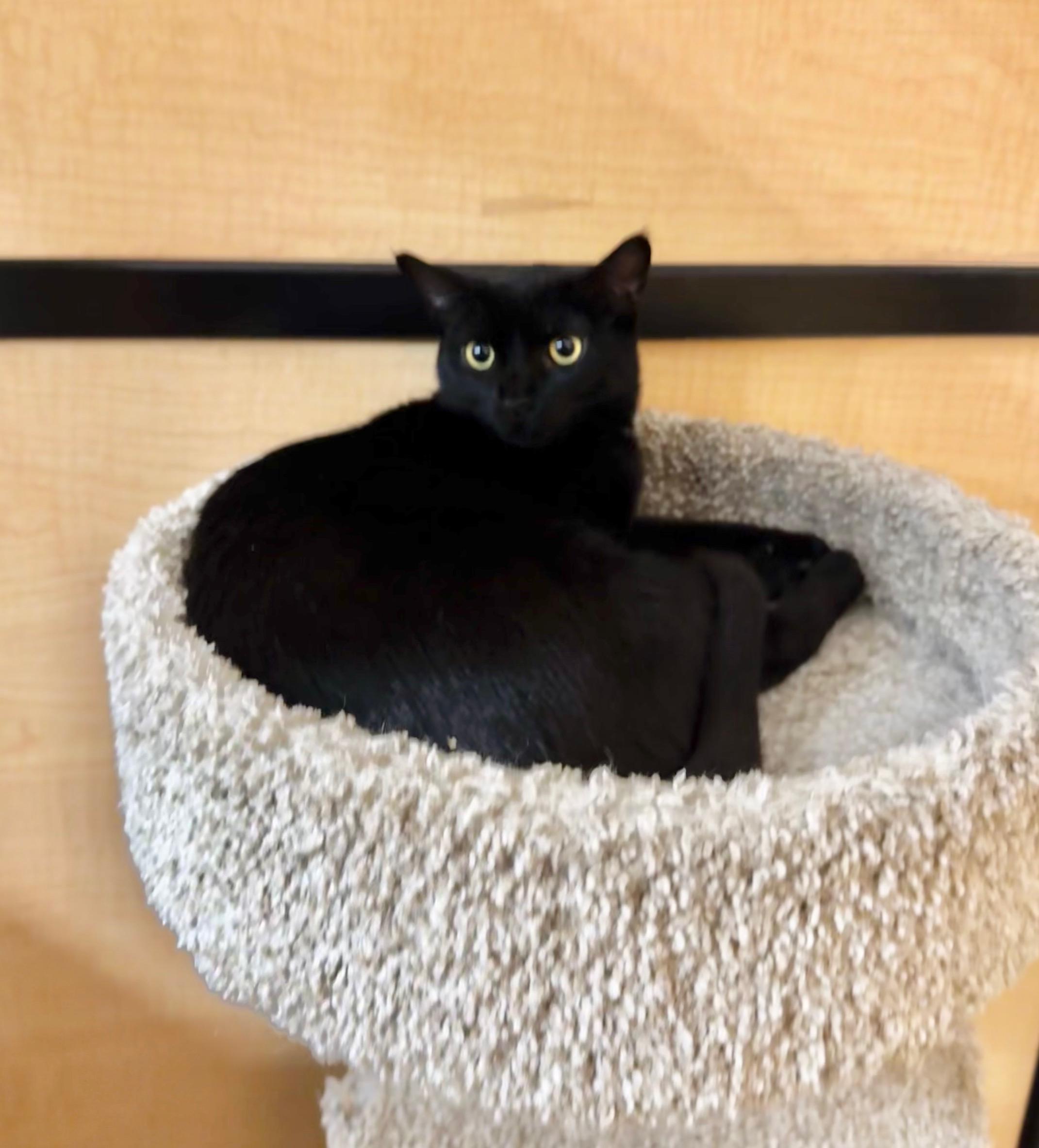 Enlarge Poppy, an adopted Domestic Short Hair in Springfield, PA image 4/4