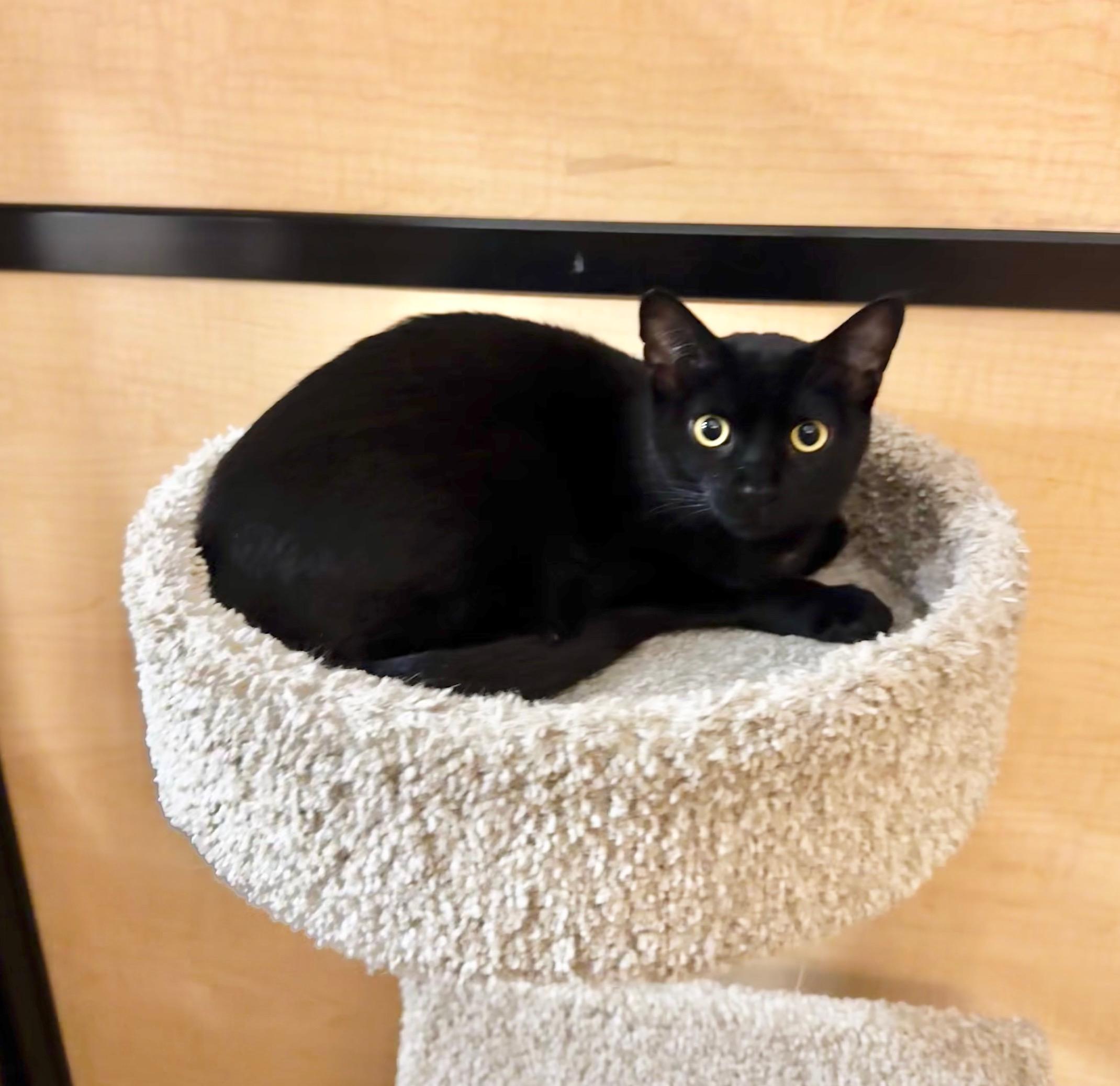 Poppy, adopted, Young Female Domestic Short Hair.