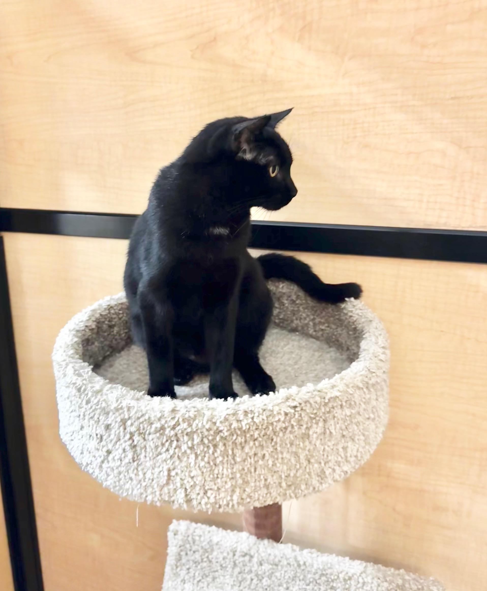 Enlarge Poppy, an adopted Domestic Short Hair in Springfield, PA image 2/4