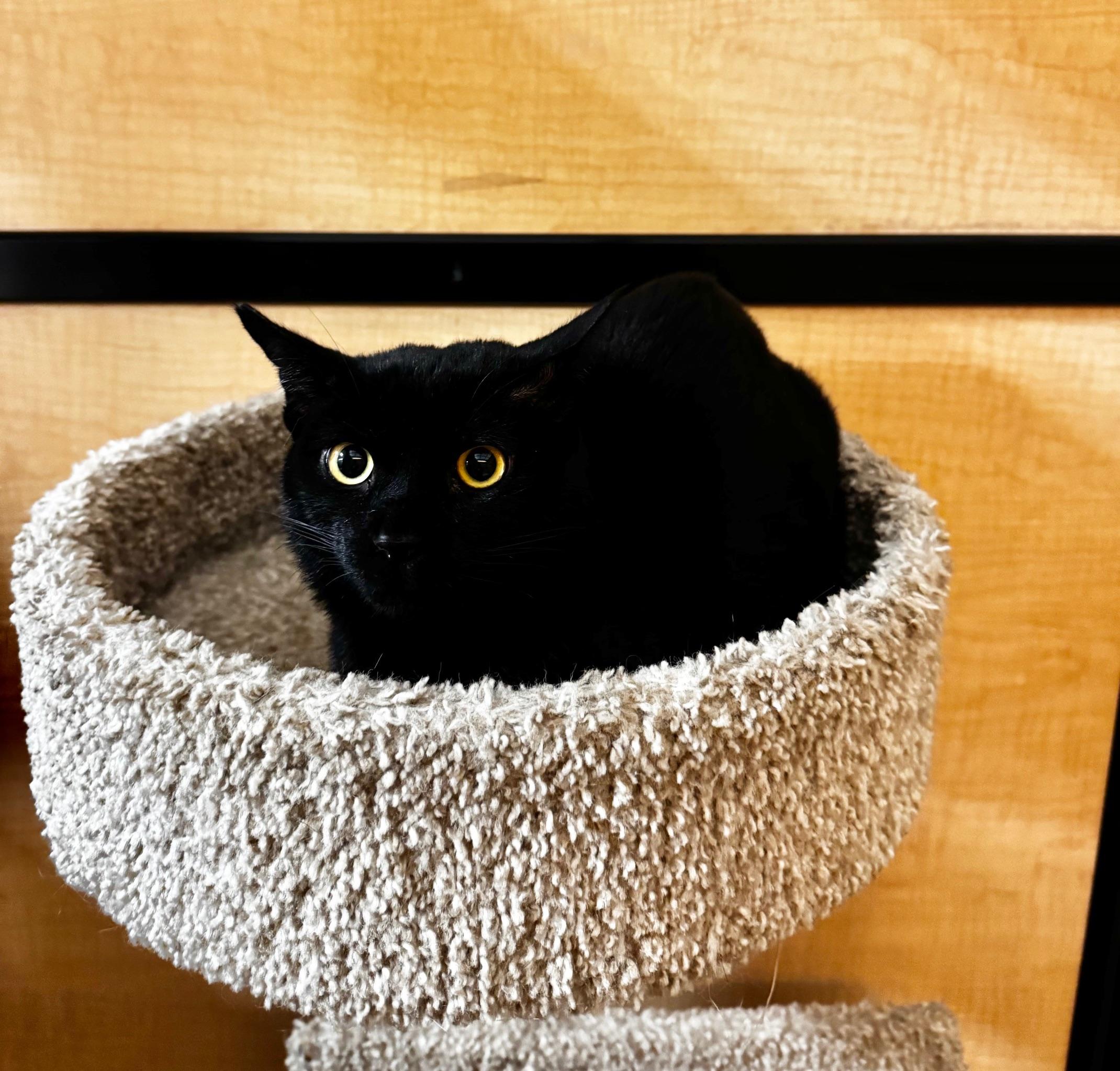 Enlarge Poppy, an adopted Domestic Short Hair in Springfield, PA image 3/4