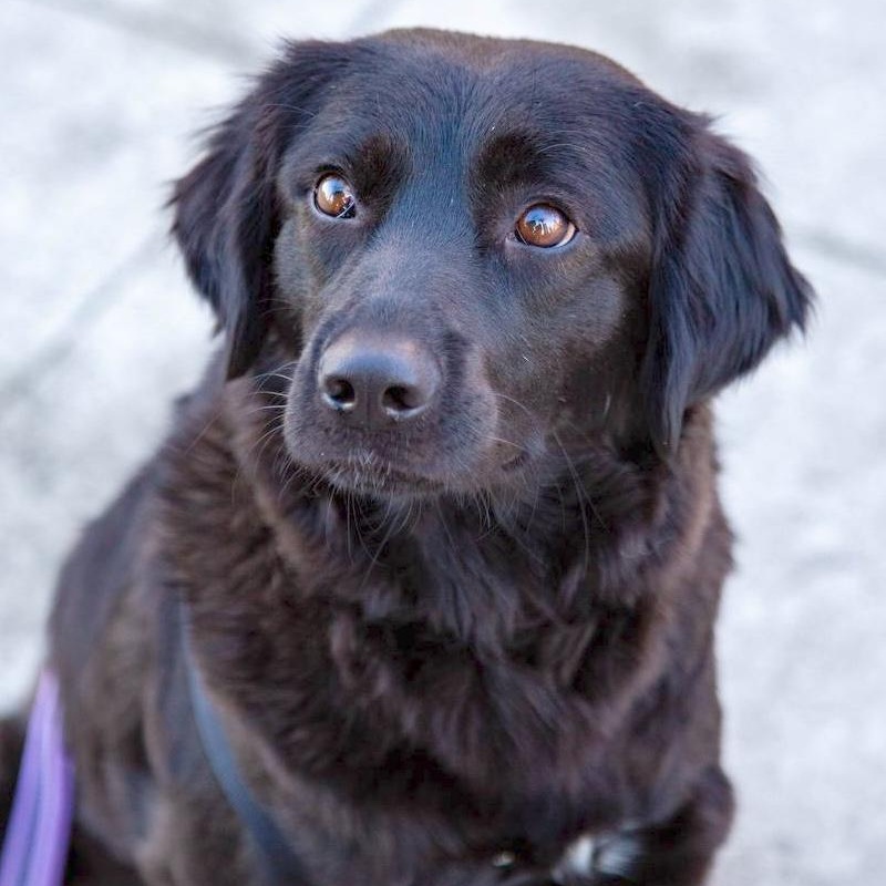 Enlarge Martha, an adopted mixed breed in Morristown, NJ image 6/6