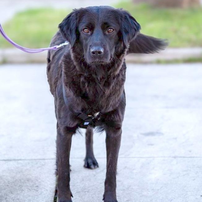 Martha, ADOPTABLE, Young Female Flat-Coated Retriever & Labrador Retriever.
