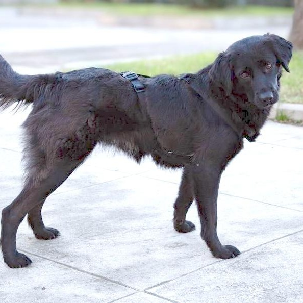 Enlarge Martha, an adopted mixed breed in Morristown, NJ image 2/6