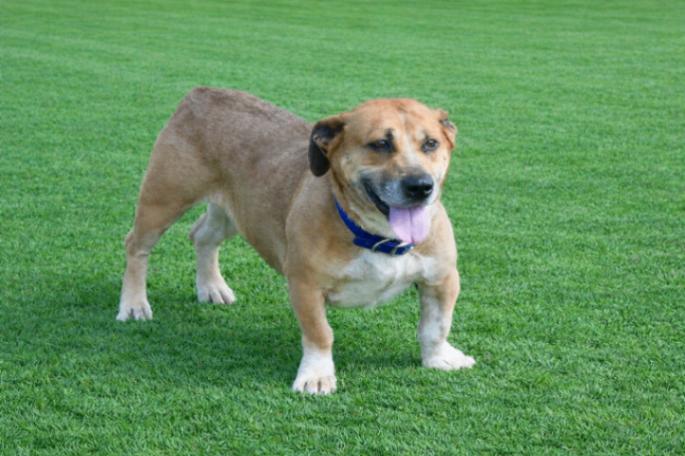 Enlarge Laverne, a Adoptable mixed breed in Maryville, TN image 1/6