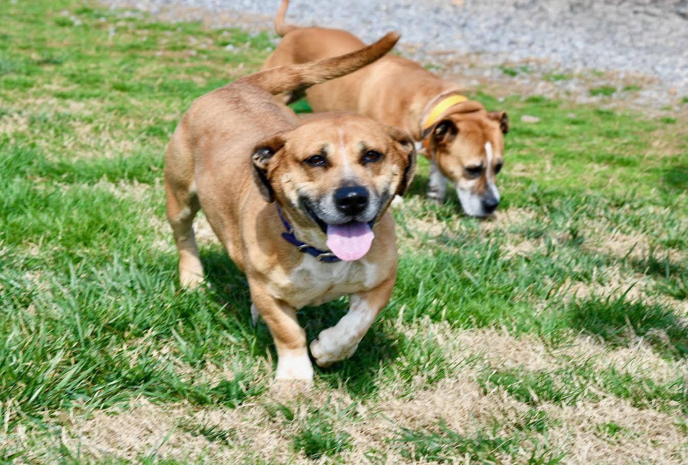 Enlarge Laverne, a Adoptable mixed breed in Maryville, TN image 2/6