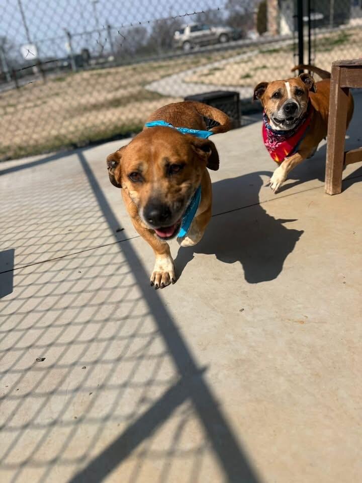 Enlarge Laverne, a Adoptable mixed breed in Maryville, TN image 3/6