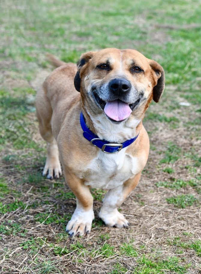 Enlarge Laverne, a Adoptable mixed breed in Maryville, TN image 4/6