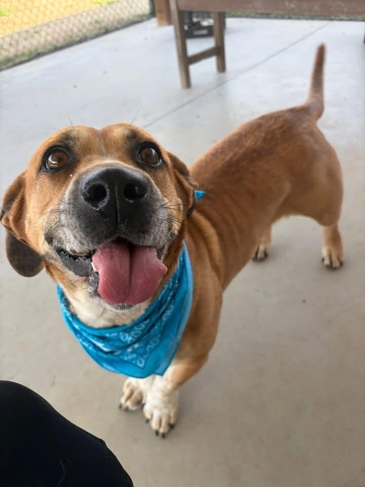 Enlarge Laverne, a Adoptable mixed breed in Maryville, TN image 5/6