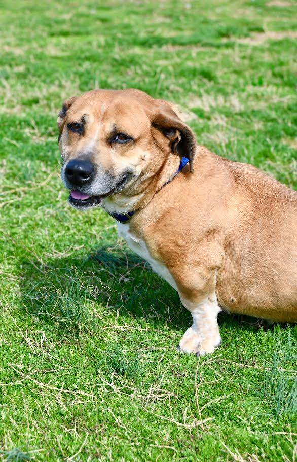 Enlarge Laverne, a Adoptable mixed breed in Maryville, TN image 6/6
