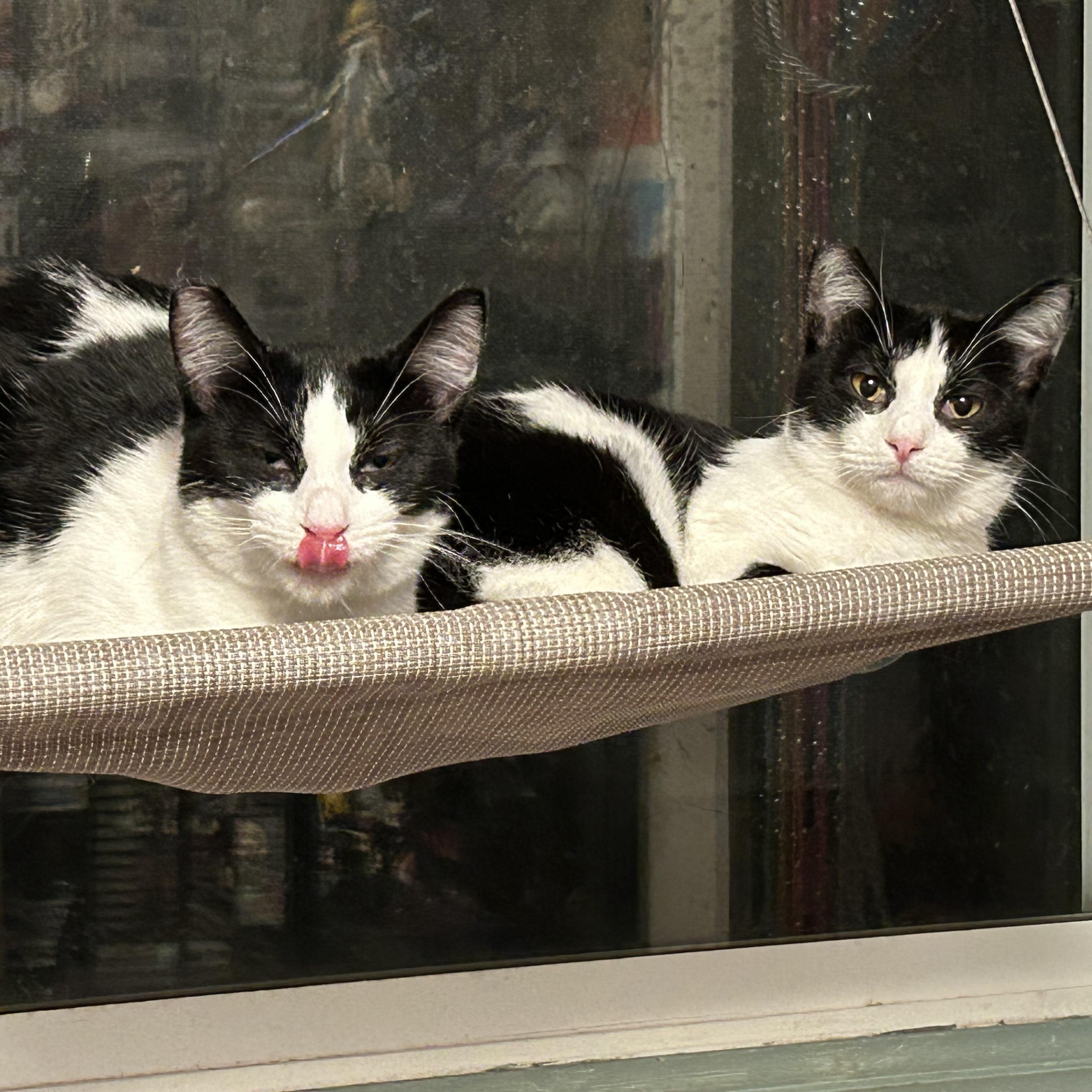 Maia (F) and Willow (F), an adoptable Domestic Short Hair in Springfield, OR, 97478 | Photo Image 2