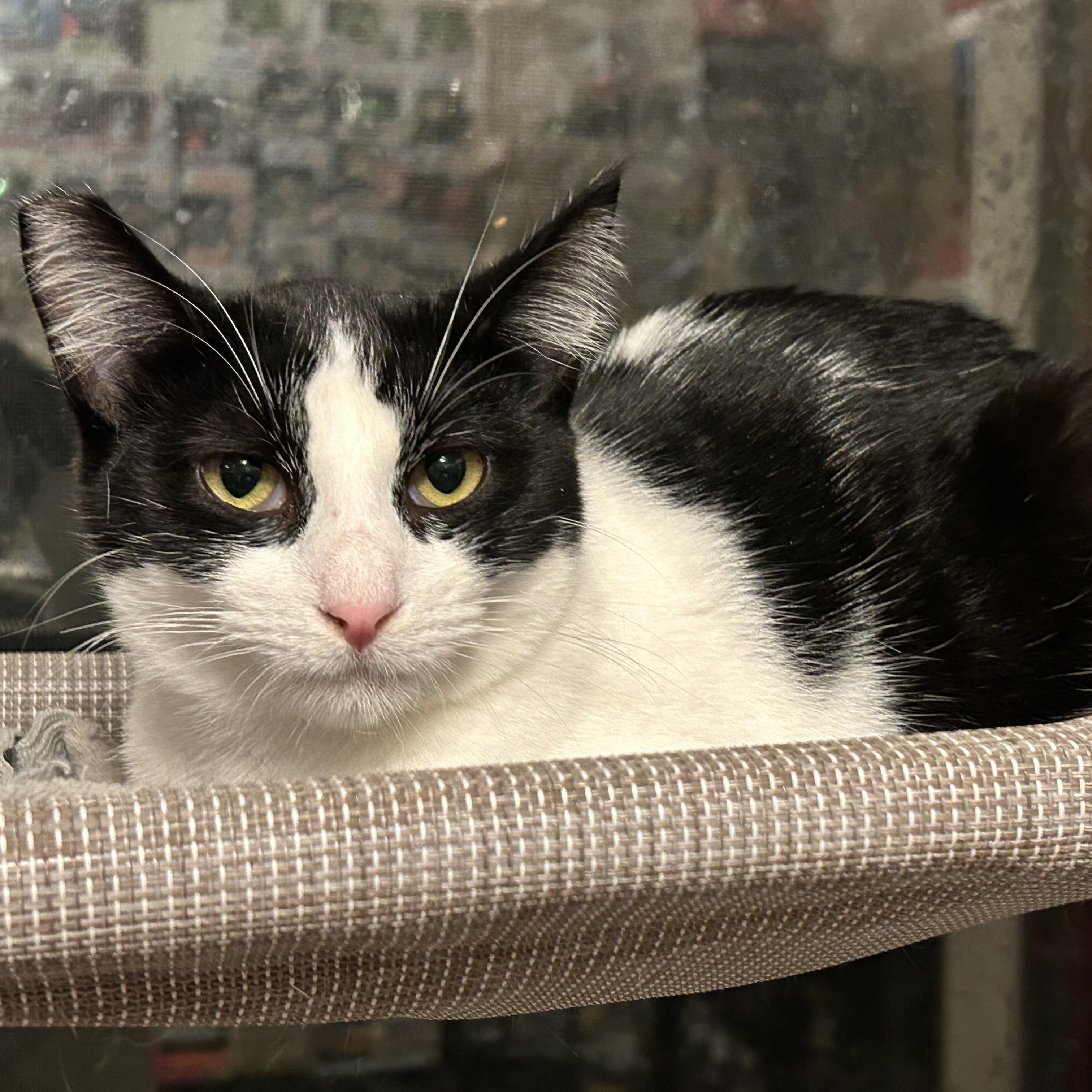 Maia (F) and Willow (F), an adoptable Domestic Short Hair in Springfield, OR, 97478 | Photo Image 3