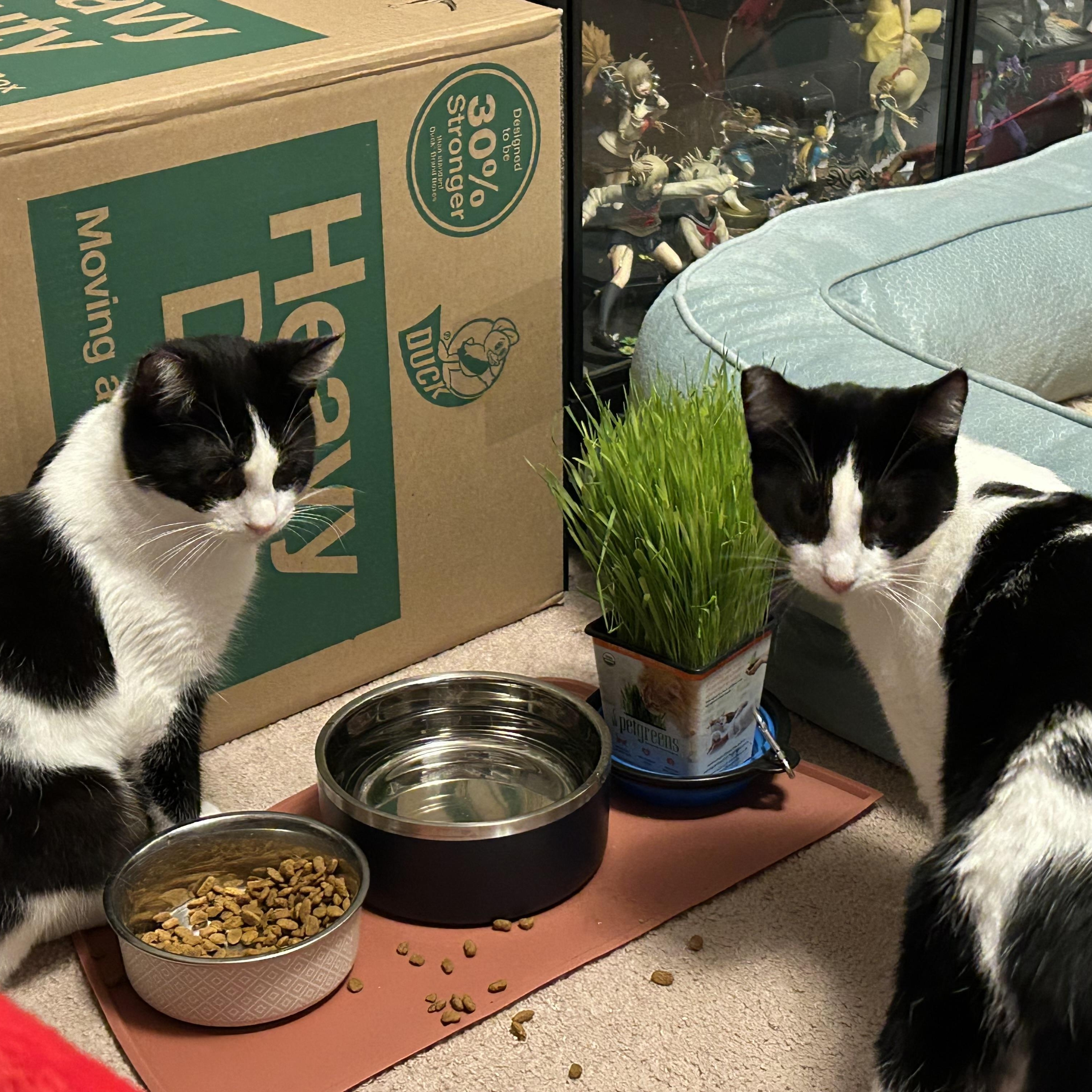 Maia (F) and Willow (F), an adoptable Domestic Short Hair in Springfield, OR, 97478 | Photo Image 4