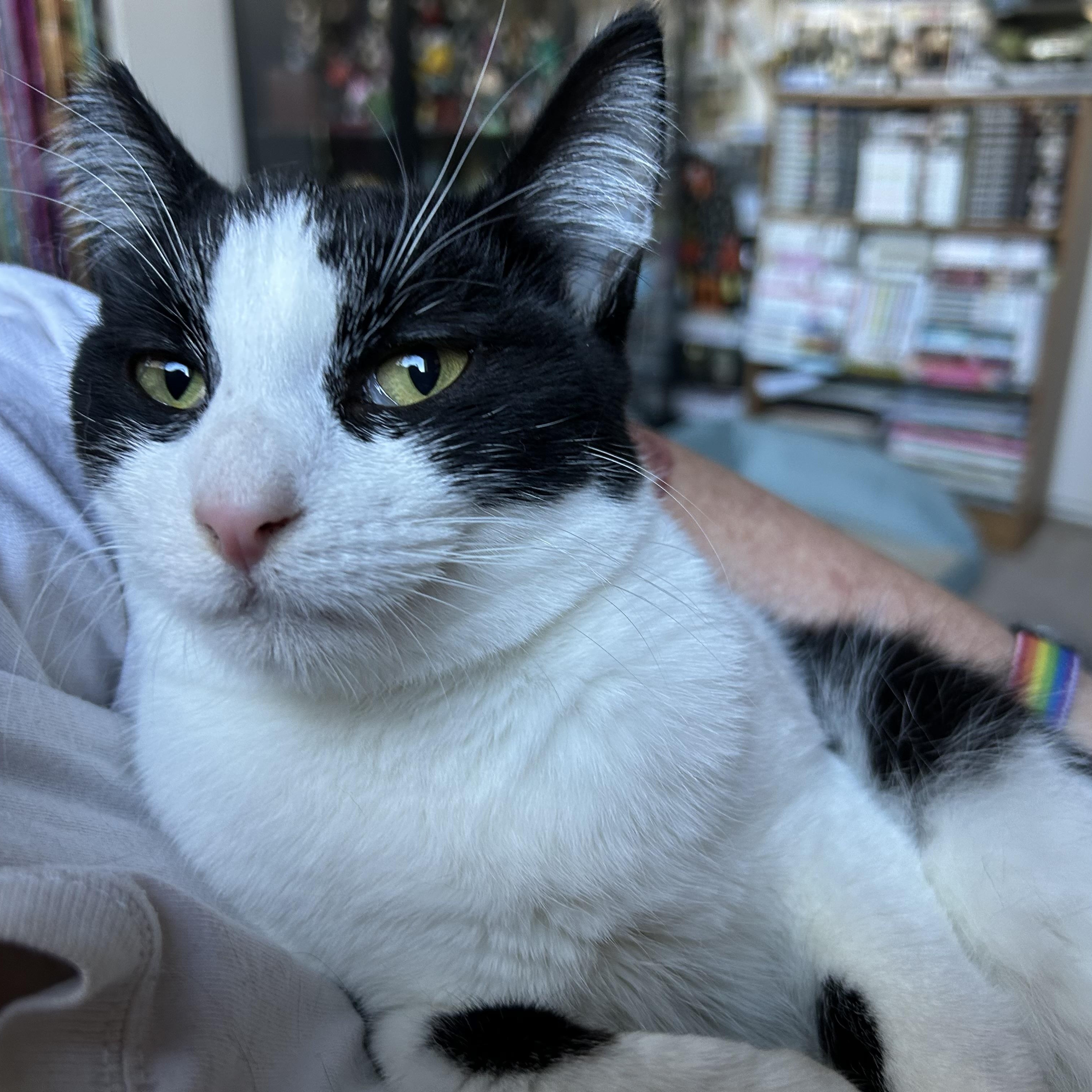 Maia (F) and Willow (F), an adoptable Domestic Short Hair in Springfield, OR, 97478 | Photo Image 5
