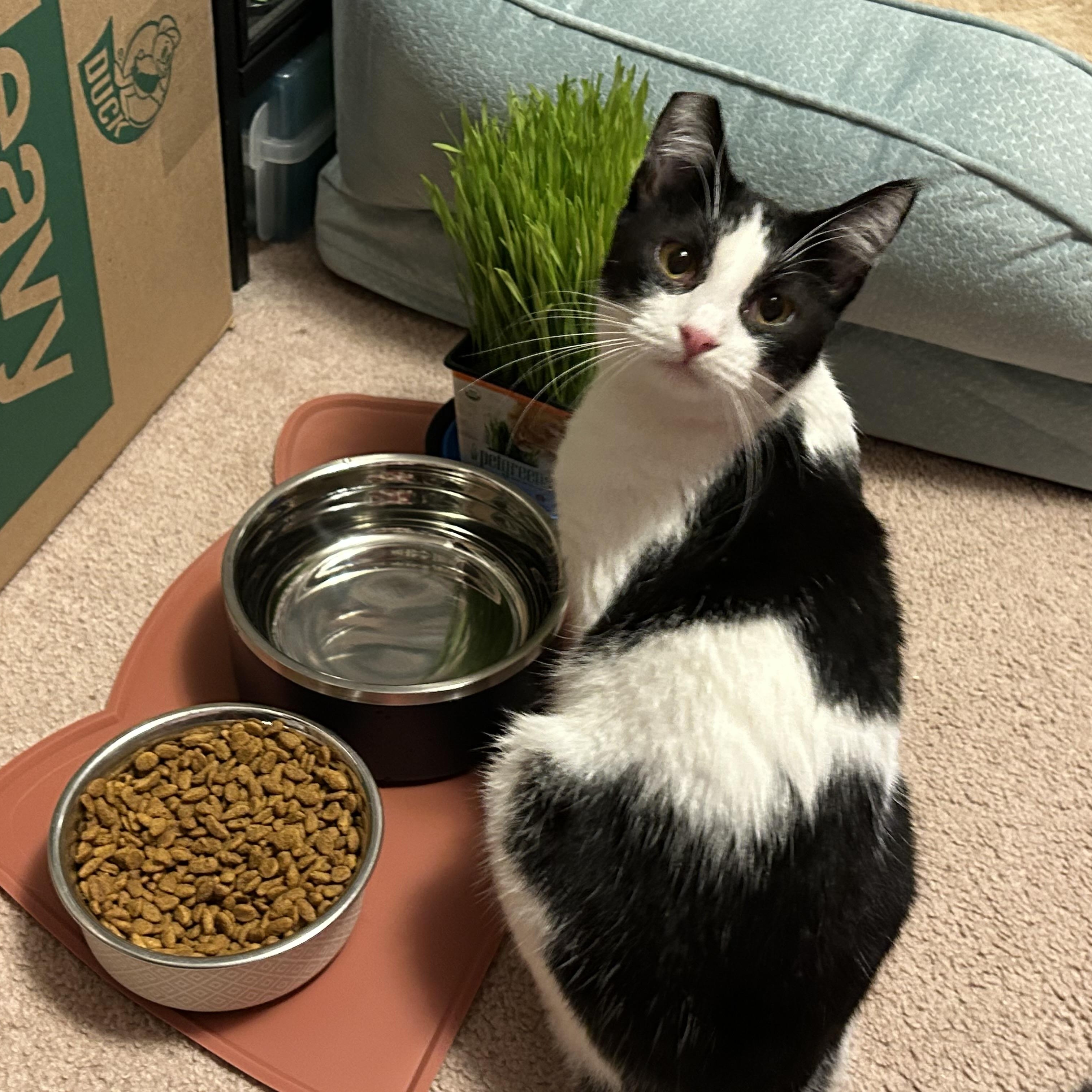 Maia (F) and Willow (F), an adoptable Domestic Short Hair in Springfield, OR, 97478 | Photo Image 6