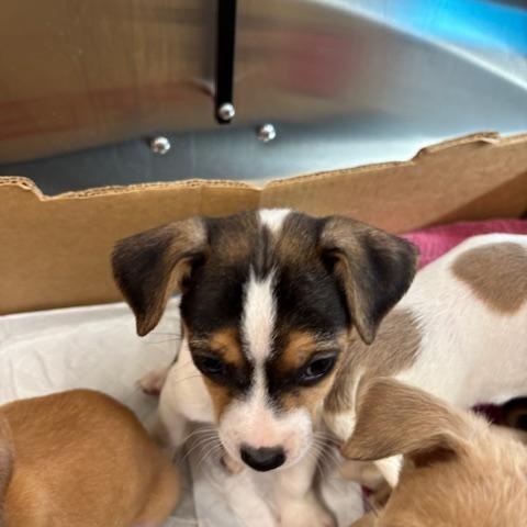 Diamond (The Deck Litter) — thumbnail 3