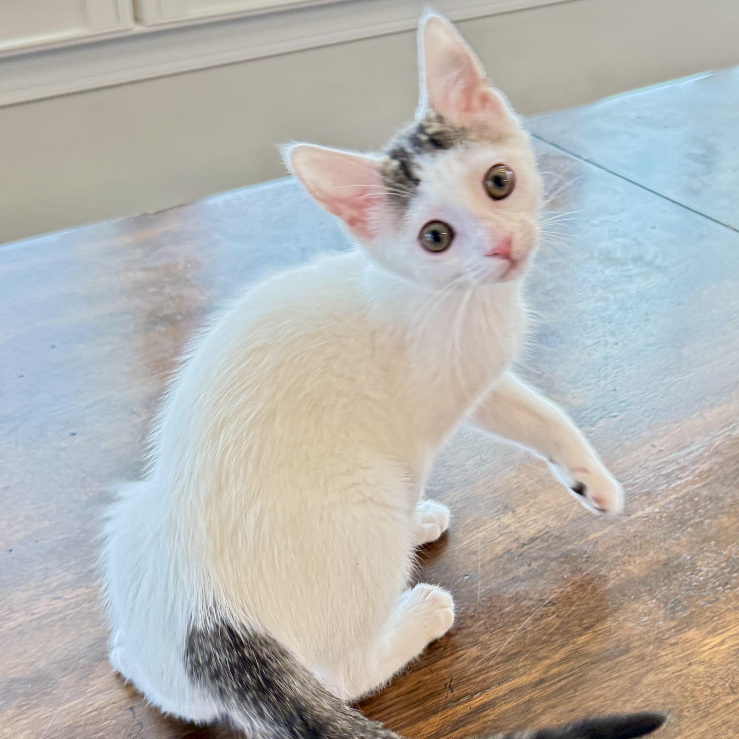 Cobble Hill, adopted, Kitten Female Domestic Short Hair.