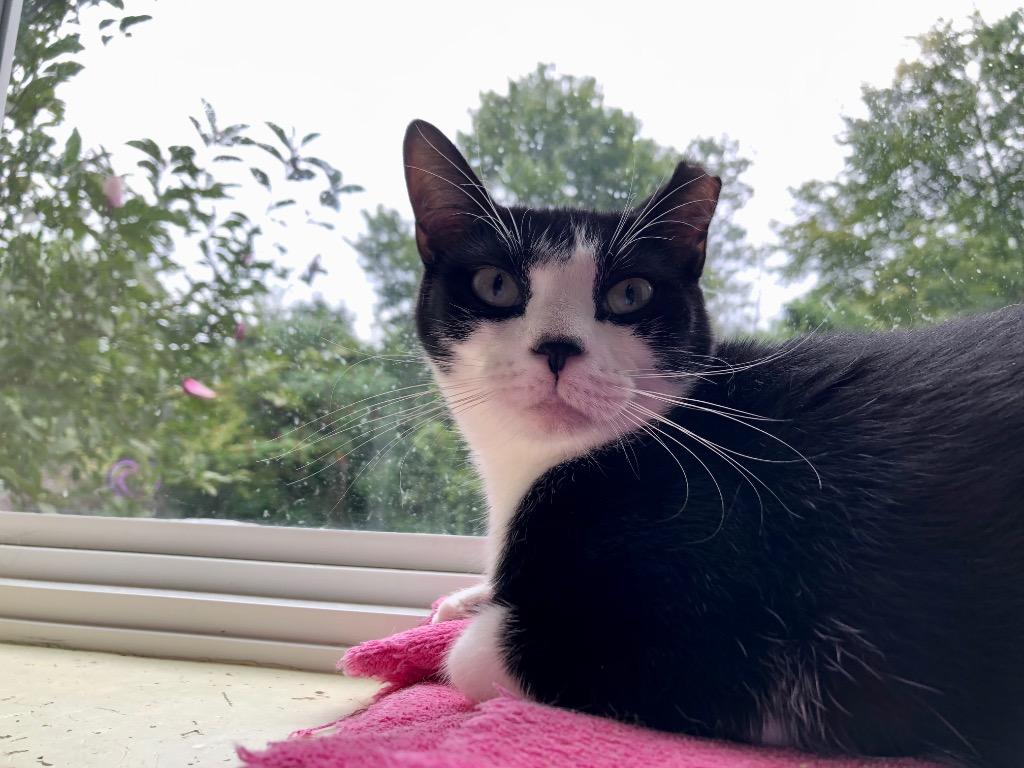 Peppermint, Adoptable, Adult Female Domestic Short Hair.