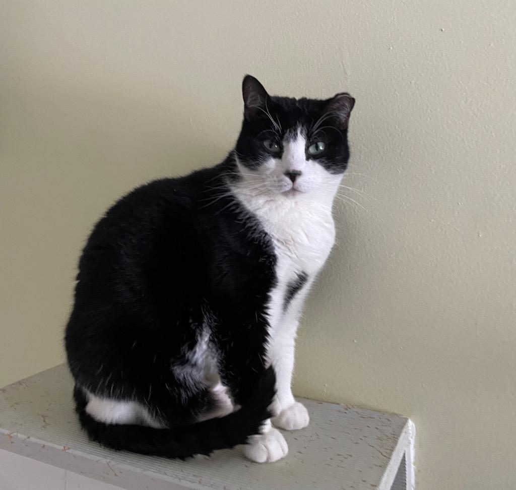 Enlarge Peppermint, a Adoptable mixed breed in Meriden, CT image 2/3