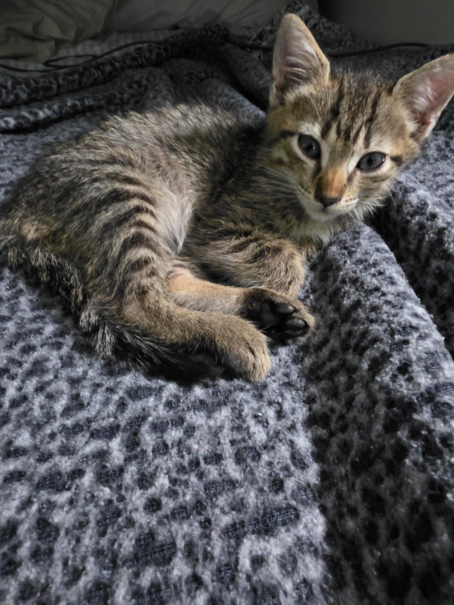 Enlarge MINI, a Adoptable American Shorthair in Oakland Park, FL image 1/1