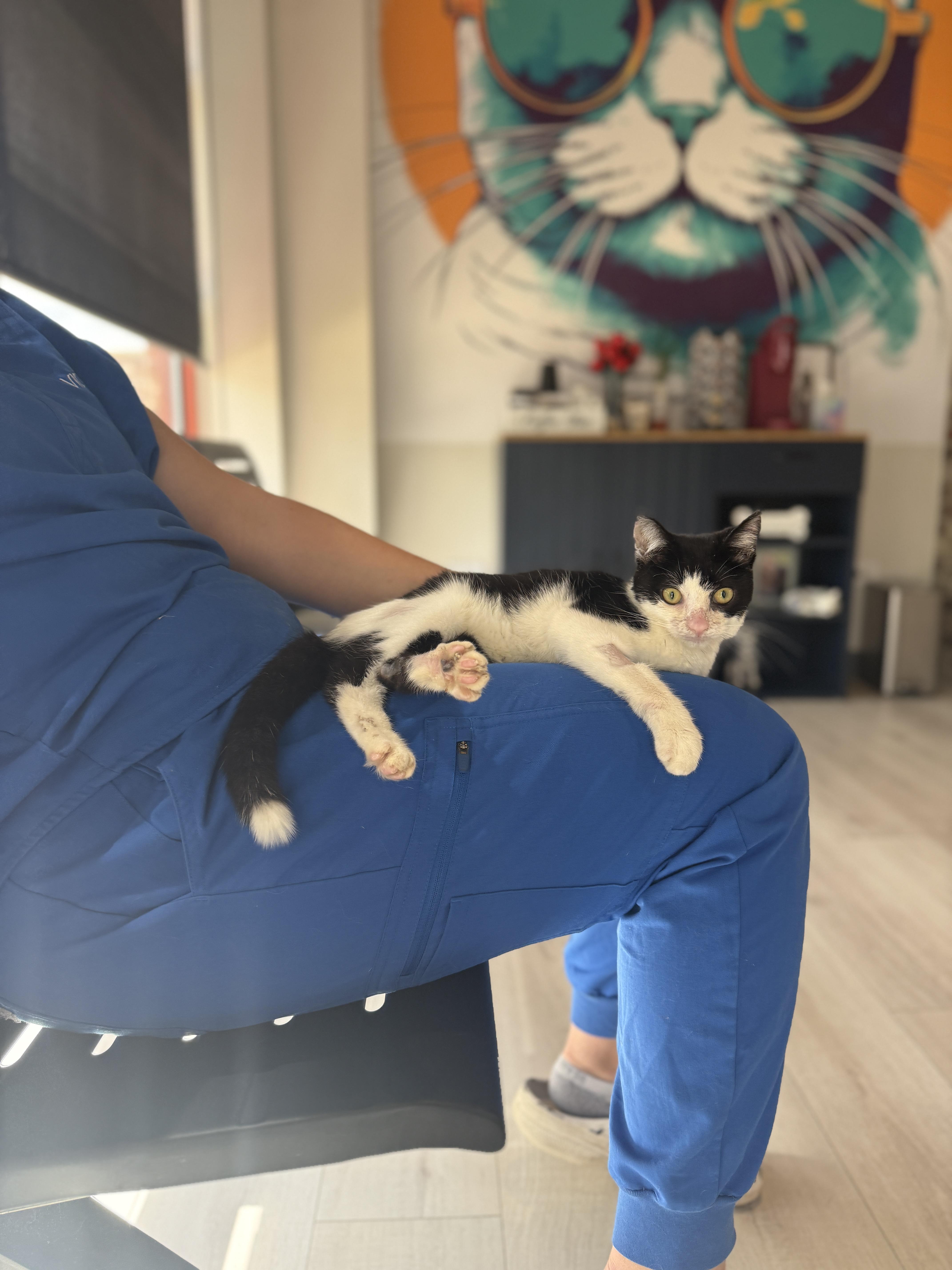 Enlarge Francine, a ADOPTABLE Domestic Short Hair in Chicago, IL image 3/3