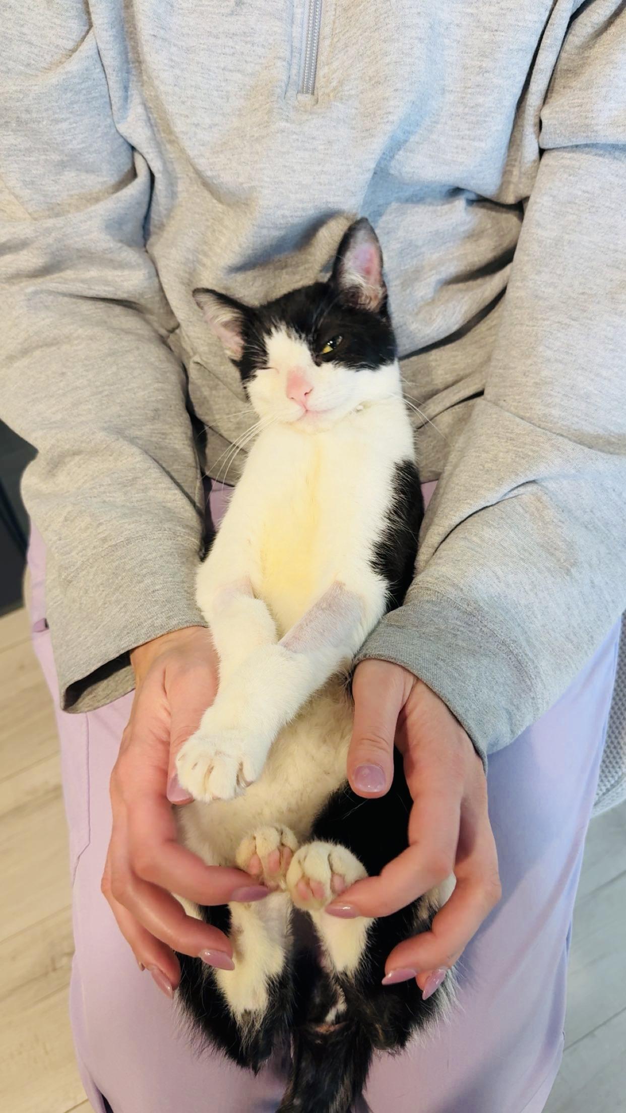 Francine, ADOPTABLE, Young Female Domestic Short Hair.