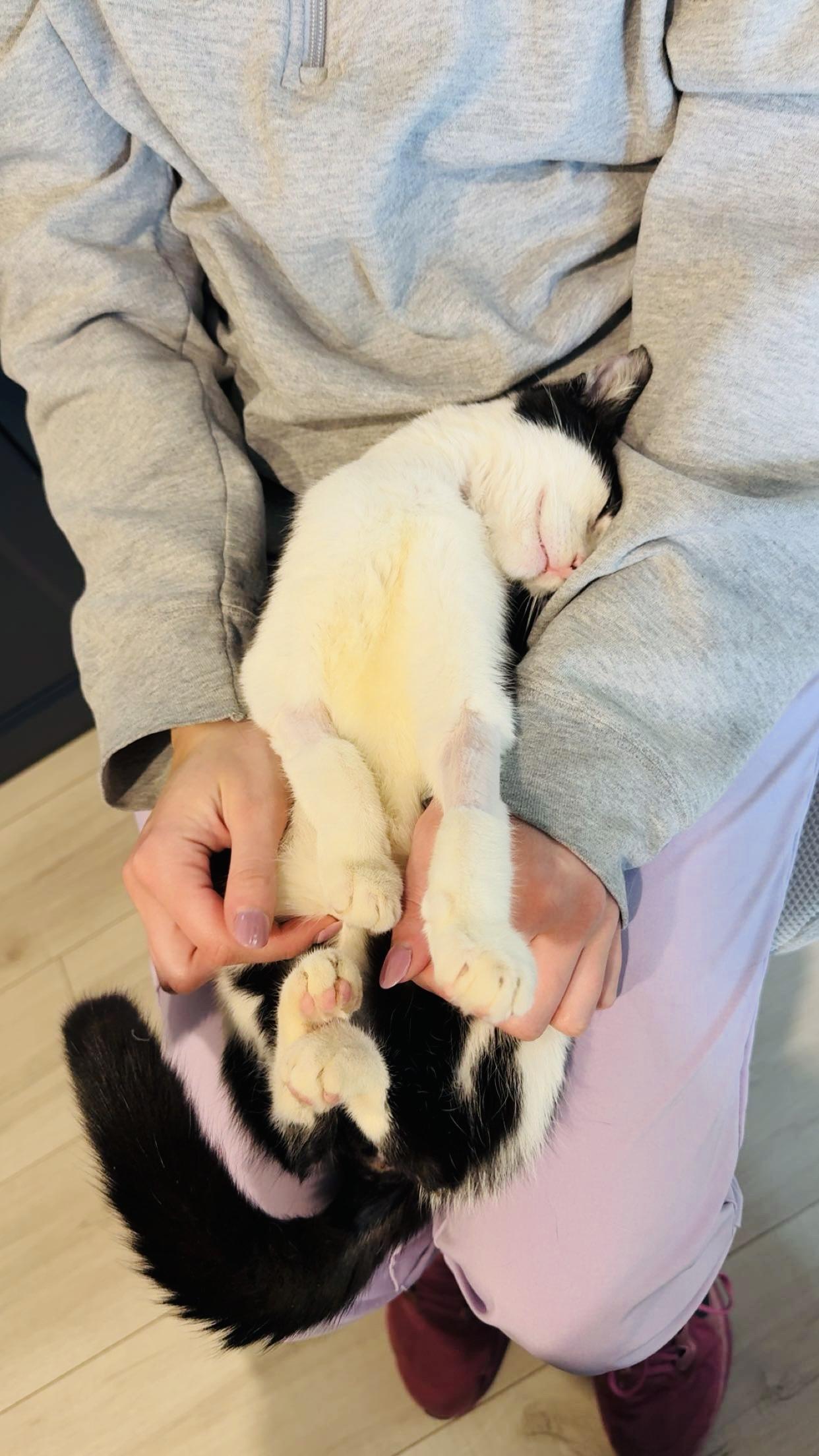 Enlarge Francine, a ADOPTABLE Domestic Short Hair in Chicago, IL image 2/3
