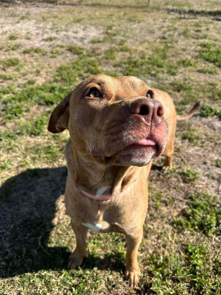 Belle, Adoptable, Adult Female Black Mouth Cur & Mixed Breed.