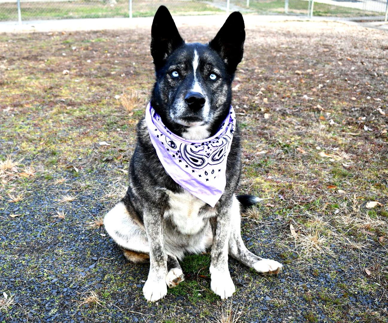 Enlarge Luna, a ADOPTABLE Australian Cattle Dog / Blue Heeler in Muldrow, OK image 1/1