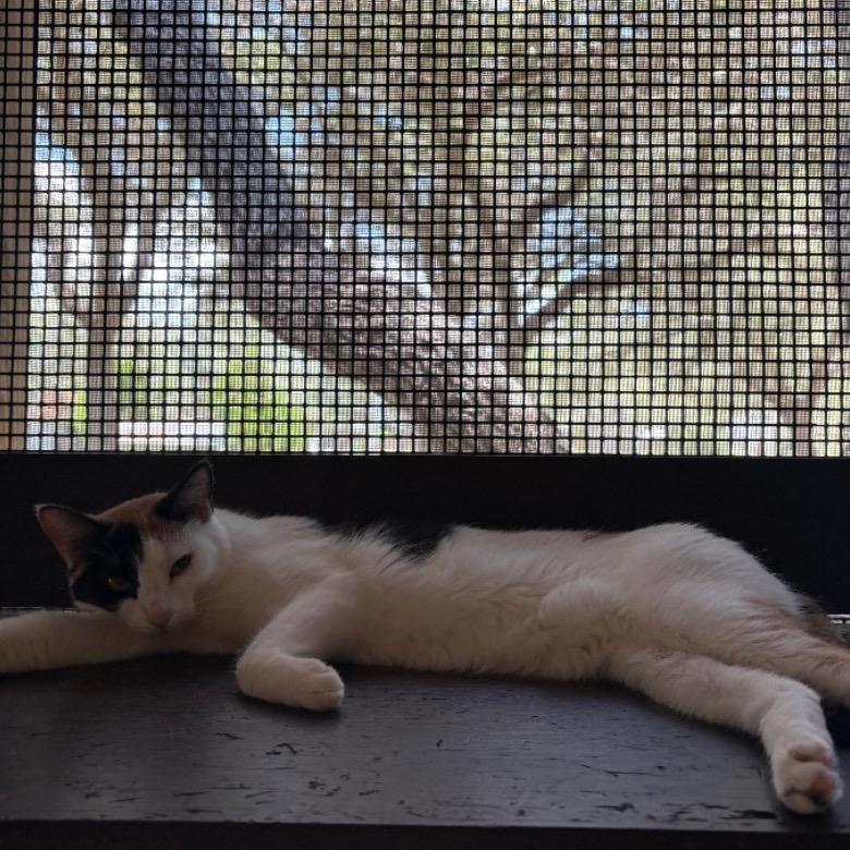 Enlarge Patches, a Adoptable Domestic Short Hair in Fulton, TX image 1/1